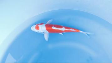 Japanse koi karper 26cm "Doitsu Kikusui" beschikbaar voor biedingen