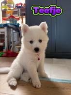 Pomsky pups -ze mogen hun nest verlaten – nog 2 beschikbaar., Dieren en Toebehoren, 8 tot 15 weken, Meerdere, Meerdere dieren