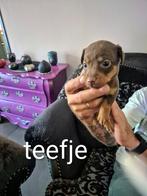 Super mooie jack russel pups, Dieren en Toebehoren, Honden | Teckels en Dashonden, Standaard, CDV (hondenziekte), 8 tot 15 weken