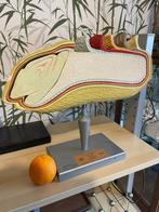 Anatomisch model van een graankorrel, Antiek en Kunst, Ophalen of Verzenden