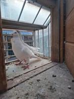 Cumulet duiven, Dieren en Toebehoren, Vogels | Duiven, Mannelijk
