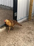 Satyr TRS, Dieren en Toebehoren, Meerdere dieren, Overige soorten