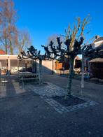 Dakplatanen en leilindes, Tuin en Terras, Ophalen, Volle zon, Overige soorten