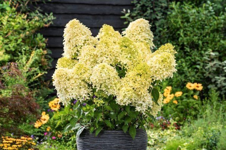 Pluimhortensia, Hydrangea Paniculata Skyfall, Tuin en Terras, Planten | Tuinplanten, Vaste plant, Overige soorten, Volle zon, Zomer