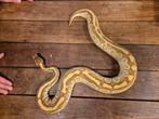 Python enchi butter, Dieren en Toebehoren, Reptielen en Amfibieën, Slang, 3 tot 6 jaar