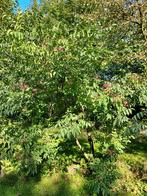 Bijenboom - verplanten in maart, Ophalen, Halfschaduw, Overige soorten, 250 tot 400 cm