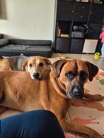 Goed huis gezocht voor 2 lieve honden, Dieren en Toebehoren, Honden | Niet-rashonden, Groot, Meerdere, Meerdere dieren, 3 tot 5 jaar