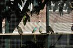 Te koop Blauwkop Blauwfazantje uit de buitenvoliere, Dieren en Toebehoren, Vogels | Overige Vogels, Mannelijk, Tropenvogel