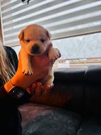 Franse bulldog x pommeriaan, Reu, 8 tot 15 weken, Parvo, Bulldog