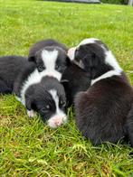 Border collie pups, Rabiës (hondsdolheid), 8 tot 15 weken, Collie, Meerdere