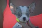 Chihuahua pups, Rabiës (hondsdolheid), 15 weken tot 1 jaar, Buitenland, Meerdere