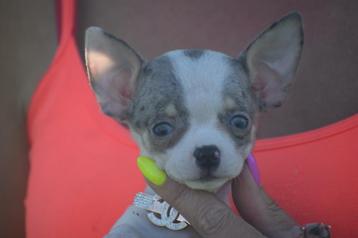 Chihuahua pups beschikbaar voor biedingen