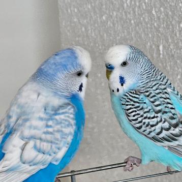 Twee grasparkieten (mannetjes). beschikbaar voor biedingen