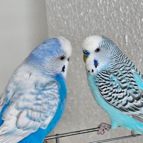 Twee grasparkieten (mannetjes)., Dieren en Toebehoren, Vogels | Parkieten en Papegaaien, Parkiet, Mannelijk