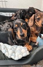 Kaninchen teckel pup’s te koop, Dieren en Toebehoren, Honden | Teckels en Dashonden, Kaninchen, Rabiës (hondsdolheid), 8 tot 15 weken