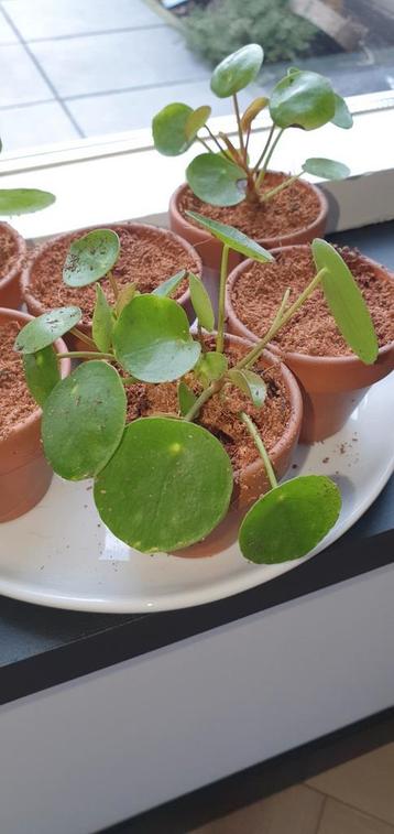 Kleine Pannekoekplant (met of zonder potje)