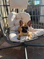 Franse Bulldog Moos, Dieren en Toebehoren, Reu, CDV (hondenziekte), 1 tot 2 jaar, Bulldog