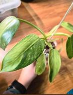 Philodendron Jose Bueno Variegata, Ophalen of Verzenden, Overige soorten, Minder dan 100 cm