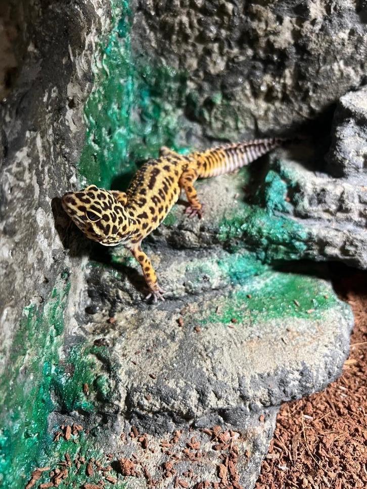 Luipaardgekko met terrarium, Dieren en Toebehoren, Reptielen en Amfibieën, Hagedis, 3 tot 6 jaar, Met terrarium