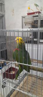 Dubbele geelkop amazone's, Dieren en Toebehoren, Meerdere dieren, Papegaai, Geringd