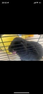 Gratis konijntje, Dieren en Toebehoren, Knaagdieren, Mannelijk, Overige typen, Tam