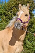 Hypoallergene Curly Horses 1.30-1.60, Dieren en Toebehoren, Paarden en Pony's | Dekhengsten en Fokmerries, Meerdere dieren