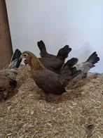 Hollandse krielen, Dieren en Toebehoren, Pluimvee, Vrouwelijk, Kip