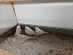 Zebravinken  4x, Meerdere dieren, Tropenvogel