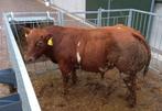 Stamboek Dikbil stier, Mannelijk, 0 tot 2 jaar