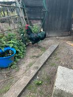 Australorp Haan Groot Ras, Dieren en Toebehoren, Pluimvee, Mannelijk, Kip