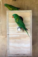 Schubbenlori pop, Dieren en Toebehoren, Vrouwelijk, Papegaai, Geringd