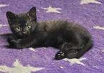 2 kittens katertjes, GEËNT + PASPOORTJE, Kater, Kortharig, 0 tot 2 jaar