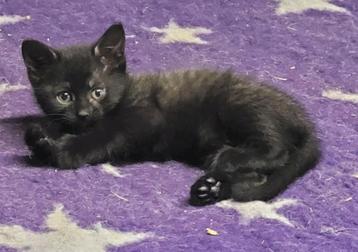 2 kittens katertjes, GEËNT + PASPOORTJE beschikbaar voor biedingen