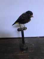 Opgezette vogel, Ophalen of Verzenden, Zo goed als nieuw, Vogel, Opgezet dier