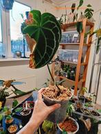 Anthurium crystalinium kneus, Huis en Inrichting, Ophalen of Verzenden