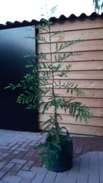 Coast Redwood / Sequoia sempervirens: tot 3000 jaar oud!!!!, Tuin en Terras, Planten | Bomen, Bloeit niet, Halfschaduw, Overige soorten