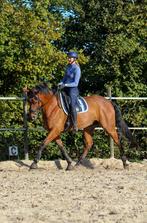 Tijd vrij voor trainingspaarden, Ophalen of Verzenden, Nieuw