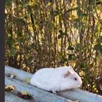 Superknap wit cavia beertje, pas enkele weekjes jong!, Dieren en Toebehoren, Cavia, Mannelijk, November, Tam