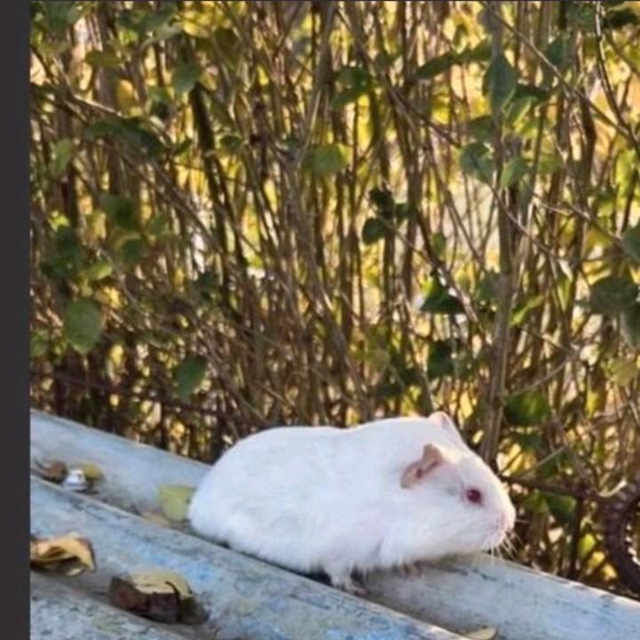 Superknap wit cavia beertje, pas enkele weekjes jong!, Dieren en Toebehoren, Knaagdieren, Mannelijk, Cavia, November, Tam