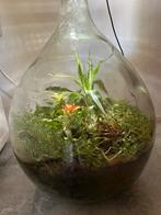 Planten terrarium, Ophalen of Verzenden, Zo goed als nieuw