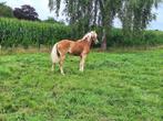 Chique Haflinger Hengst met stb, Dieren en Toebehoren, Paarden, Merrie, Minder dan 160 cm, 0 tot 2 jaar