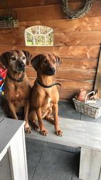 Rhodesian Ridgeback zoekt nieuw huis, Dieren en Toebehoren, Honden | Chihuahua's en Gezelschapshonden, 6 jaar of ouder, Rabiës (hondsdolheid)