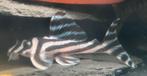 Hypancistrus sp. 46 | Zebra pleco, Dieren en Toebehoren, Vis