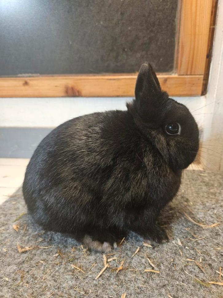 Kleurdwergen zwart en blauw dwergkonijn, Dieren en Toebehoren, Konijnen, Dwerg, Meerdere dieren