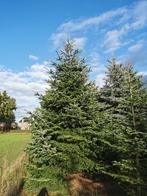 Kerstbomen 4 tot 8 meter Nordmann en Omorika, Tuin en Terras, Planten | Bomen, Winter, Overige soorten, 400 cm of meer, Ophalen