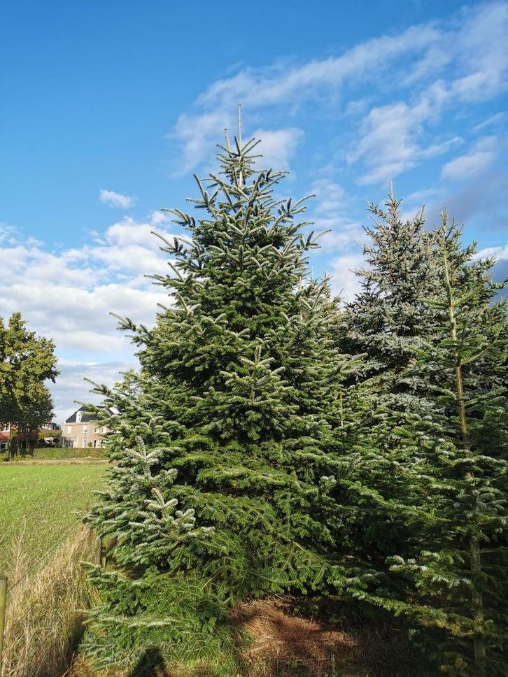 Kerstbomen 4 tot 8 meter Nordmann en Omorika, Tuin en Terras, Planten | Bomen, Overige soorten, 400 cm of meer, Volle zon, Winter