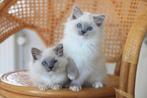 Gastgezin FamilyCats Kitten Ragdoll of Maine Coon, Overige uren, MBO, Starter, Overige vormen