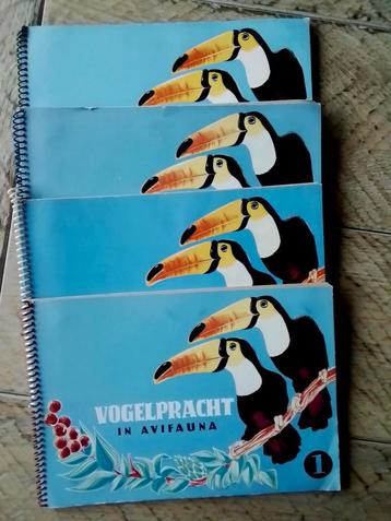 Vogelpracht in Avifauna -  beschikbaar voor biedingen