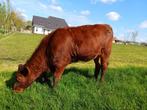 Black Angus koe en bevleesd vaarskalf, Meerdere dieren
