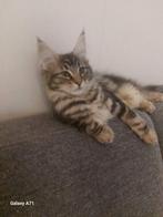 Maine Coon poesje, Dieren en Toebehoren, Katten en Kittens | Raskatten | Langhaar